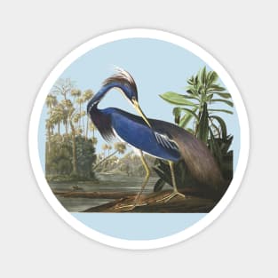 Audubons Louisiana Heron Magnet